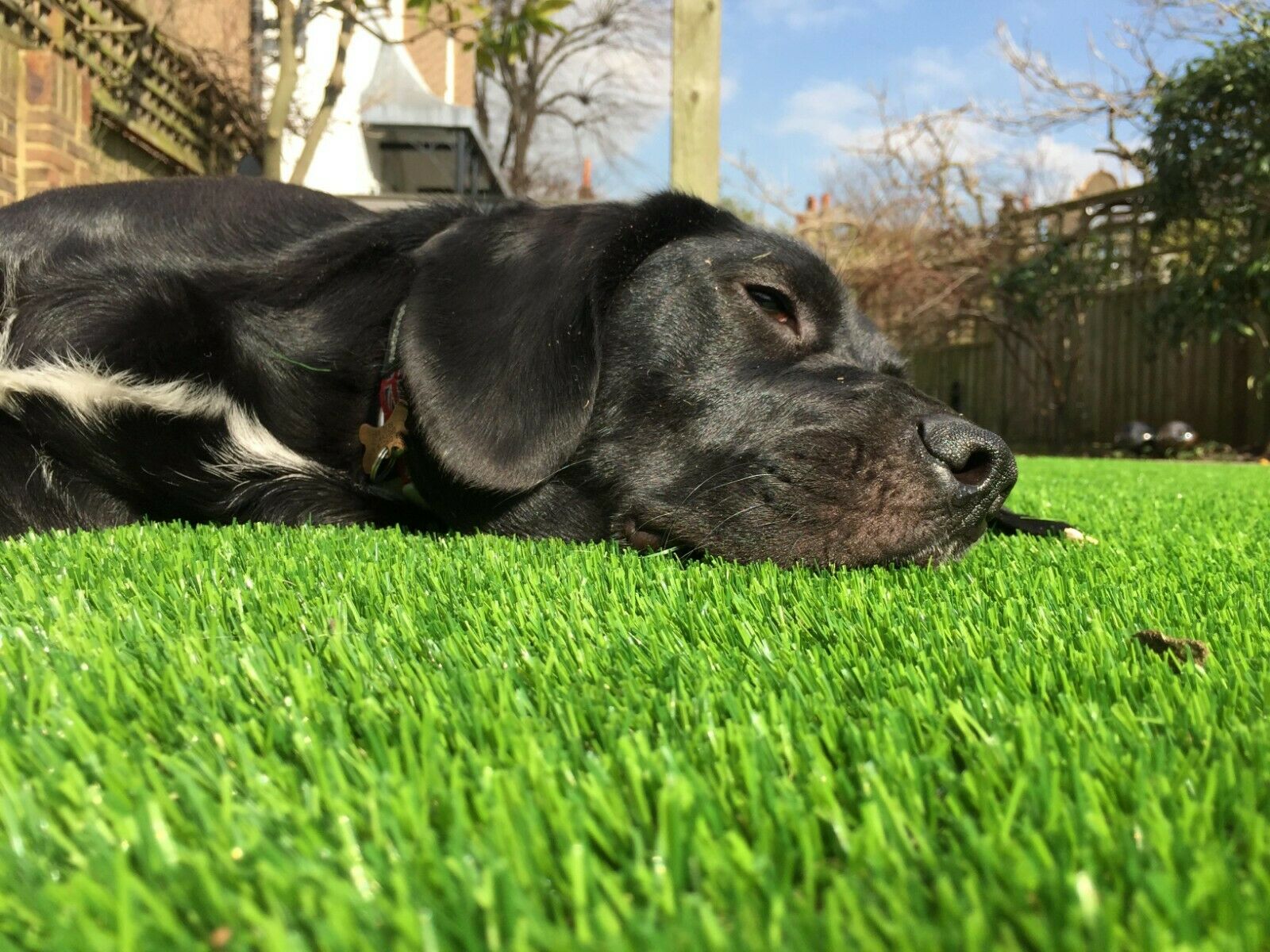 Artificial Grass for Pets